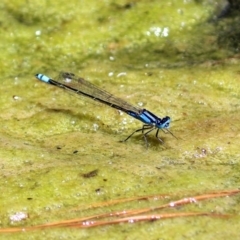 Ischnura heterosticta at Molonglo Valley, ACT - 26 Nov 2018 12:07 PM