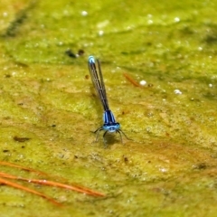 Ischnura heterosticta at Molonglo Valley, ACT - 26 Nov 2018 12:07 PM