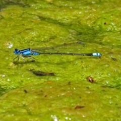 Ischnura heterosticta at Molonglo Valley, ACT - 26 Nov 2018