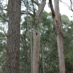 Native tree with hollow(s) (Native tree with hollow(s)) at Benandarah State Forest - 25 Nov 2018 by Paul H