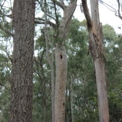 Native tree with hollow(s) (Native tree with hollow(s)) at Benandarah State Forest - 25 Nov 2018 by PaulH