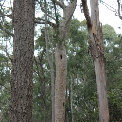 Native tree with hollow(s) (Native tree with hollow(s)) at Benandarah State Forest - 25 Nov 2018 by Paul H