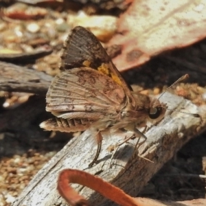 Trapezites phigalioides at Stromlo, ACT - 27 Nov 2018 01:42 PM