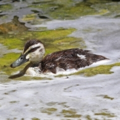 Anas superciliosa (Pacific Black Duck) at Molonglo Valley, ACT - 26 Nov 2018 by RodDeb