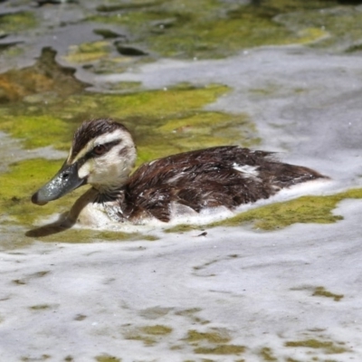 Anas superciliosa (Pacific Black Duck) at National Zoo and Aquarium - 26 Nov 2018 by RodDeb