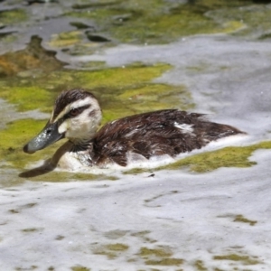 Anas superciliosa at Molonglo Valley, ACT - 26 Nov 2018