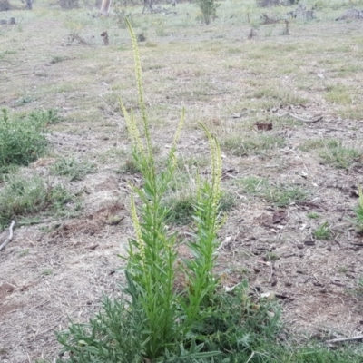 Reseda luteola (Weld) at Jerrabomberra, ACT - 27 Nov 2018 by Mike