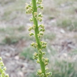 Reseda luteola at Jerrabomberra, ACT - 27 Nov 2018 03:34 PM