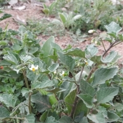 Solanum nigrum (Black Nightshade) at Callum Brae - 27 Nov 2018 by Mike