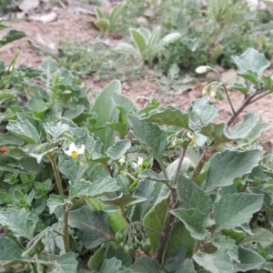 Solanum nigrum at Undefined, ACT - 27 Nov 2018