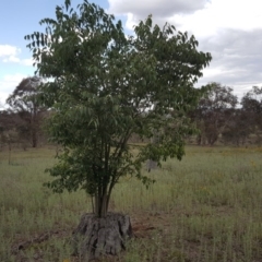 Celtis australis (Nettle Tree) at Callum Brae - 27 Nov 2018 by Mike