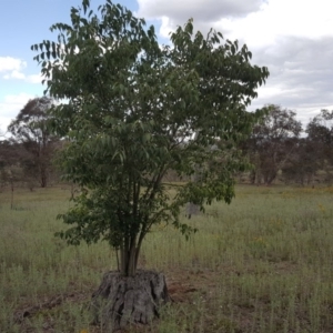 Celtis australis at Jerrabomberra, ACT - 27 Nov 2018 03:19 PM