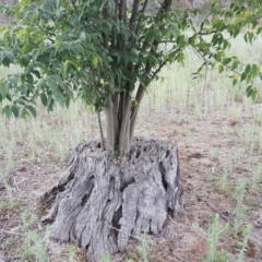 Celtis australis at Jerrabomberra, ACT - 27 Nov 2018