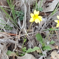 Goodenia pinnatifida (Scrambled Eggs) at Jerrabomberra, ACT - 27 Nov 2018 by Mike