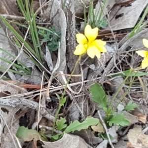 Goodenia pinnatifida at Jerrabomberra, ACT - 27 Nov 2018