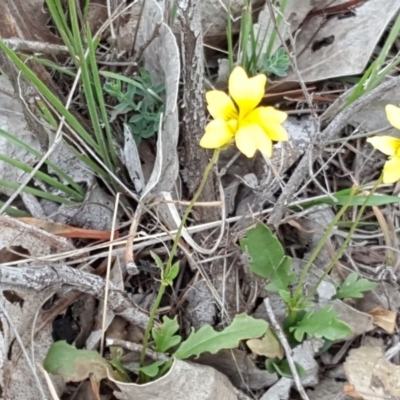 Goodenia pinnatifida (Scrambled Eggs) at Jerrabomberra, ACT - 27 Nov 2018 by Mike