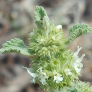 Marrubium vulgare at Symonston, ACT - 27 Nov 2018