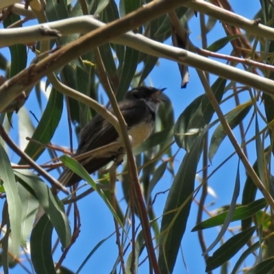 Rhipidura albiscapa (Grey Fantail) at National Zoo and Aquarium - 26 Nov 2018 by RodDeb