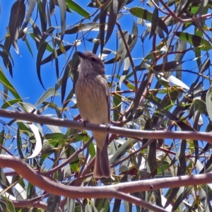 Pachycephala rufiventris at Molonglo Valley, ACT - 26 Nov 2018 12:28 PM