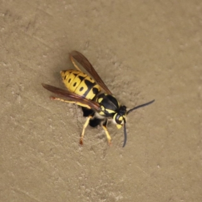 Vespula germanica (European Wasp, German Yellowjacket Wasp) at Molonglo Valley, ACT - 26 Nov 2018 by RodDeb