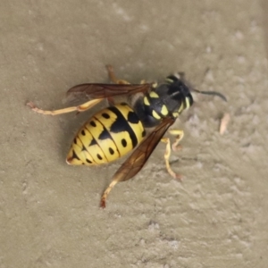 Vespula germanica at Molonglo Valley, ACT - 26 Nov 2018