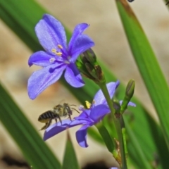 Megachile (Eutricharaea) sp. (genus & subgenus) (Leaf-cutter Bee) at Molonglo Valley, ACT - 26 Nov 2018 by RodDeb