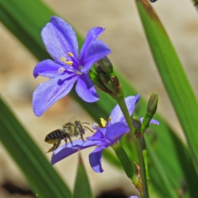 Megachile (Eutricharaea) sp. (genus & subgenus) (Leaf-cutter Bee) at National Zoo and Aquarium - 26 Nov 2018 by RodDeb