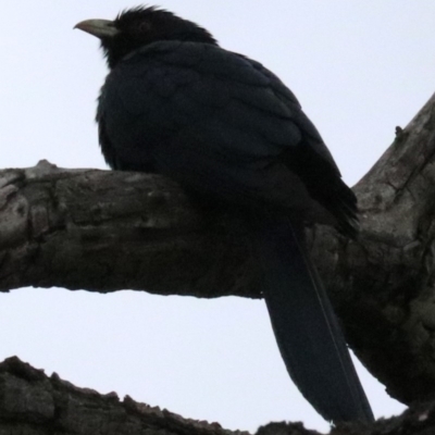 Eudynamys orientalis (Pacific Koel) at Campbell, ACT - 26 Nov 2018 by jb2602