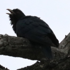 Eudynamys orientalis at Campbell, ACT - 26 Nov 2018