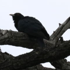 Eudynamys orientalis at Campbell, ACT - 26 Nov 2018