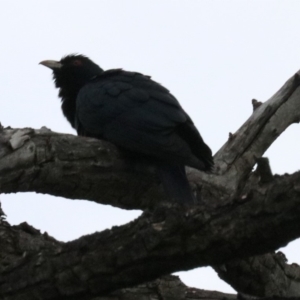 Eudynamys orientalis at Campbell, ACT - 26 Nov 2018 06:27 PM