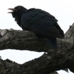 Eudynamys orientalis at Campbell, ACT - 26 Nov 2018 06:27 PM