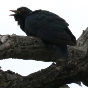 Eudynamys orientalis at Campbell, ACT - 26 Nov 2018