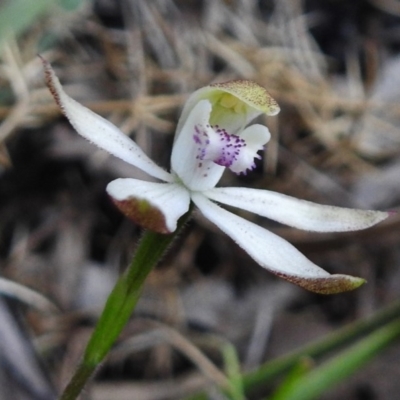 Caladenia moschata (Musky Caps) at Tennent, ACT - 26 Nov 2018 by JohnBundock