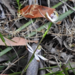 Caladenia moschata at Tennent, ACT - 27 Nov 2018