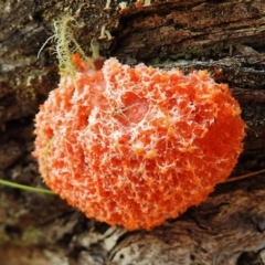 Myxomycete-plasmodium(class) (A slime mould) at Tennent, ACT - 26 Nov 2018 by JohnBundock