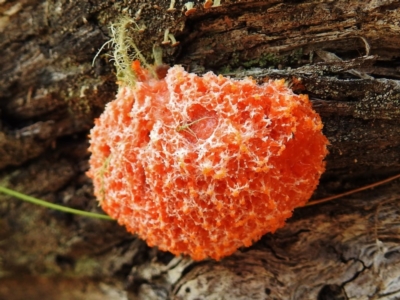 Myxomycete-plasmodium(class) (A slime mould) at Tennent, ACT - 26 Nov 2018 by JohnBundock