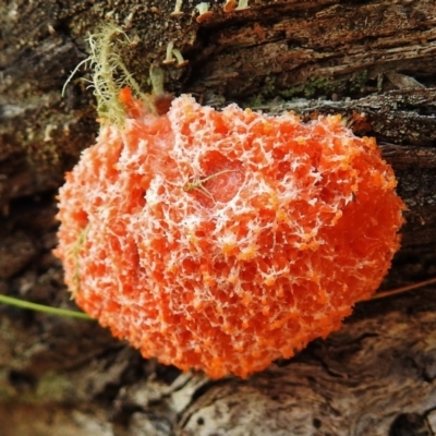 Myxomycete-plasmodium(class) (A slime mould) at Tennent, ACT - 27 Nov 2018 by JohnBundock