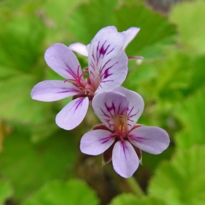 Pelargonium australe (Austral Stork's-bill) at Namadgi National Park - 27 Nov 2018 by JohnBundock