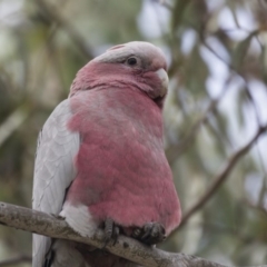 Eolophus roseicapilla (Galah) at Gungahlin, ACT - 26 Nov 2018 by Alison Milton