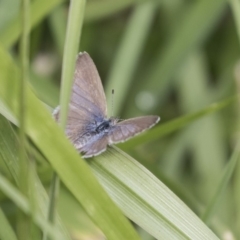 Zizina otis (Common Grass-Blue) at Yerrabi Pond - 26 Nov 2018 by Alison Milton