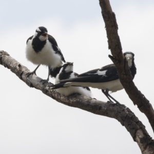 Grallina cyanoleuca at Gungahlin, ACT - 27 Nov 2018