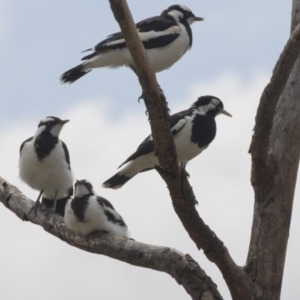 Grallina cyanoleuca at Gungahlin, ACT - 27 Nov 2018