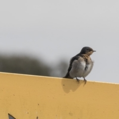 Hirundo neoxena (Welcome Swallow) at Gungahlin, ACT - 27 Nov 2018 by Alison Milton