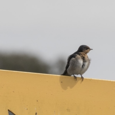 Hirundo neoxena (Welcome Swallow) at Yerrabi Pond - 26 Nov 2018 by Alison Milton