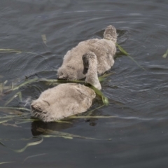 Cygnus atratus (Black Swan) at Gungahlin, ACT - 26 Nov 2018 by AlisonMilton