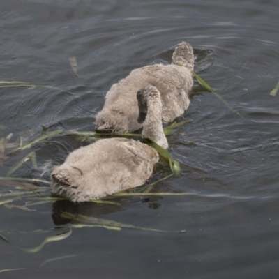 Cygnus atratus (Black Swan) at Gungahlin, ACT - 27 Nov 2018 by AlisonMilton