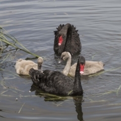 Cygnus atratus at Gungahlin, ACT - 27 Nov 2018