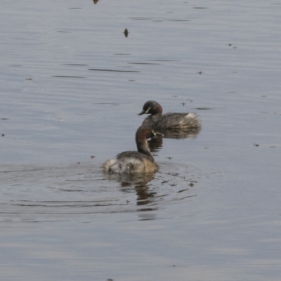 Tachybaptus novaehollandiae (Australasian Grebe) at Gungahlin, ACT - 26 Nov 2018 by Alison Milton