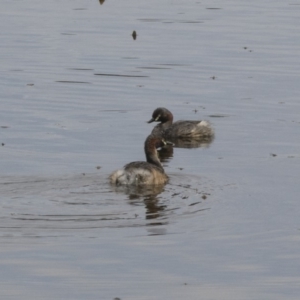 Tachybaptus novaehollandiae at Gungahlin, ACT - 27 Nov 2018